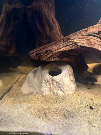 Stone cave apistogramma surprise Taunus Aquarium