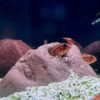 Steiniglu Apistogramma im Aquarium