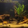 Taunus-Aquarium Aquarium mit mehreren Höhlen Ausschnitt