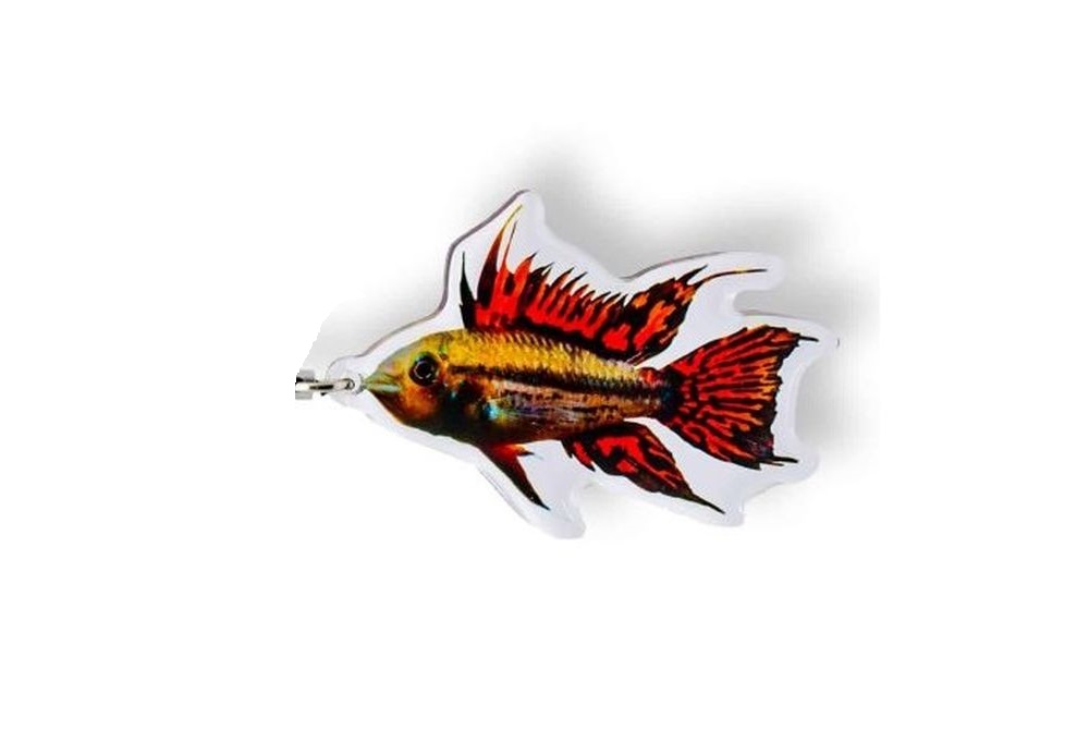 Schlüsselanhänger: Apistogramma cacatuoides