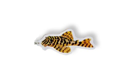 Schlüsselanhänger: Apistogramma cacatuoides