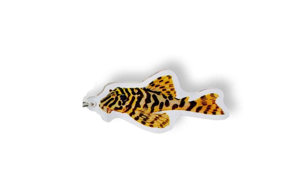 Schlüsselanhänger: Apistogramma cacatuoides