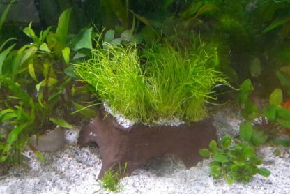 Steinhöhle Robin Axolotl mit Pflanzterrasse im Aquarium