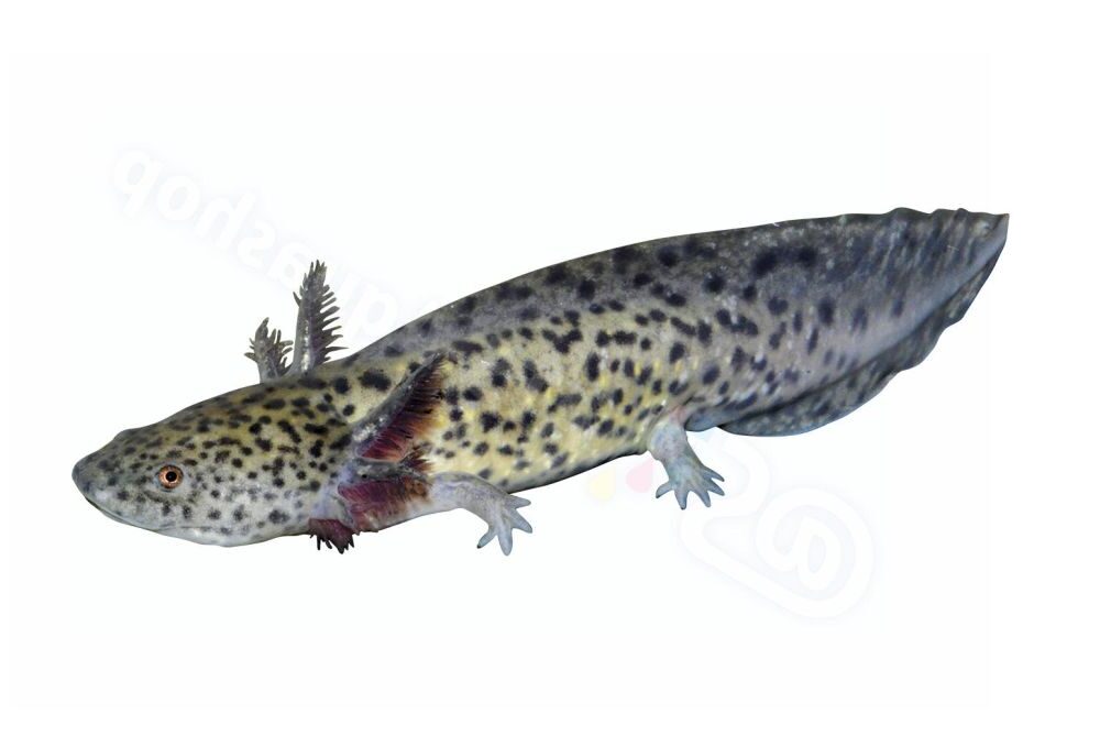 Sticker: Ambystoma mexicanum Axolotl