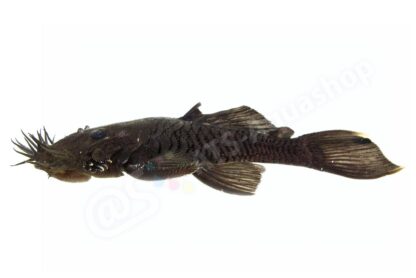 Sticker: Ancistrus ranunculus L 34