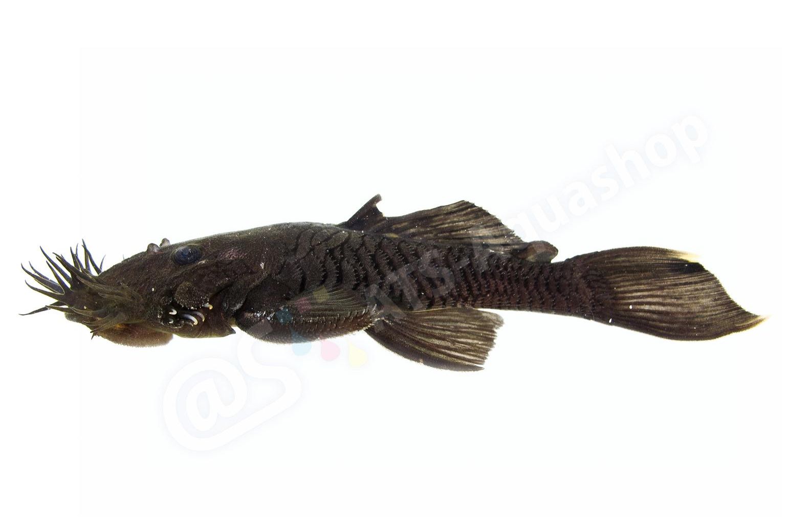 Sticker: Ancistrus ranunculus L 34