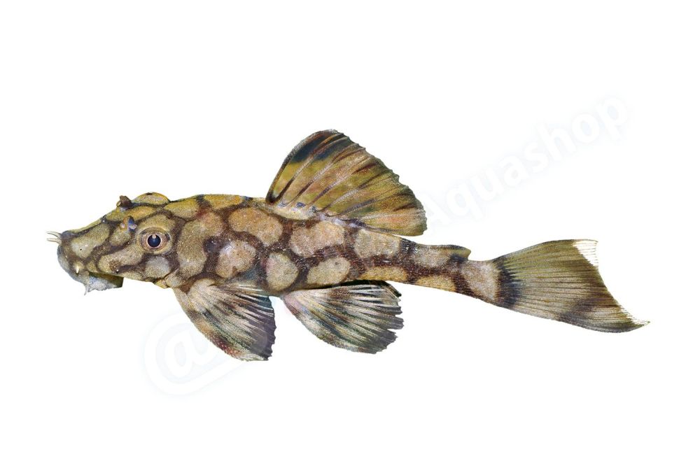 Sticker: Ancistrus sp L 519
