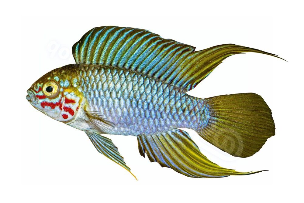 Apistogramma borelli opal