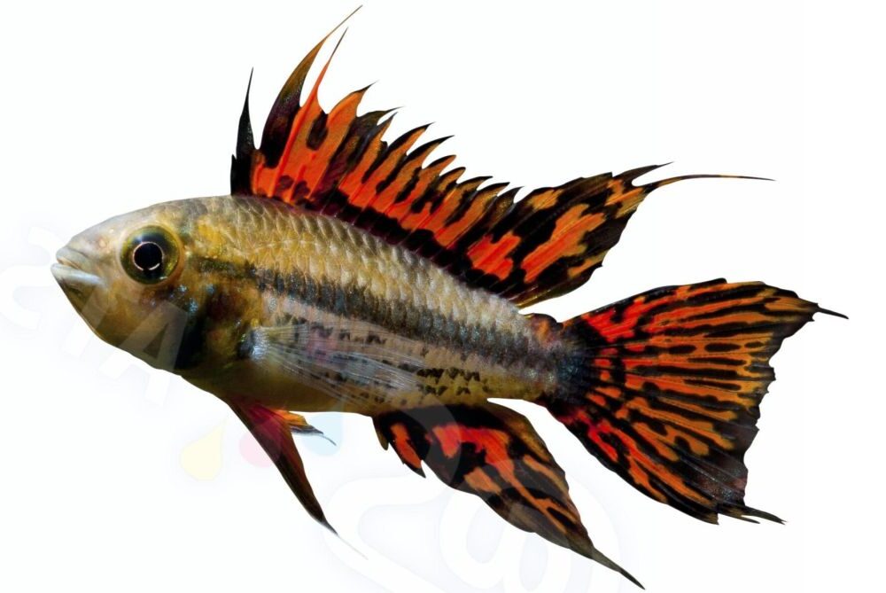 Sticker: Apistogramma cacatuoides