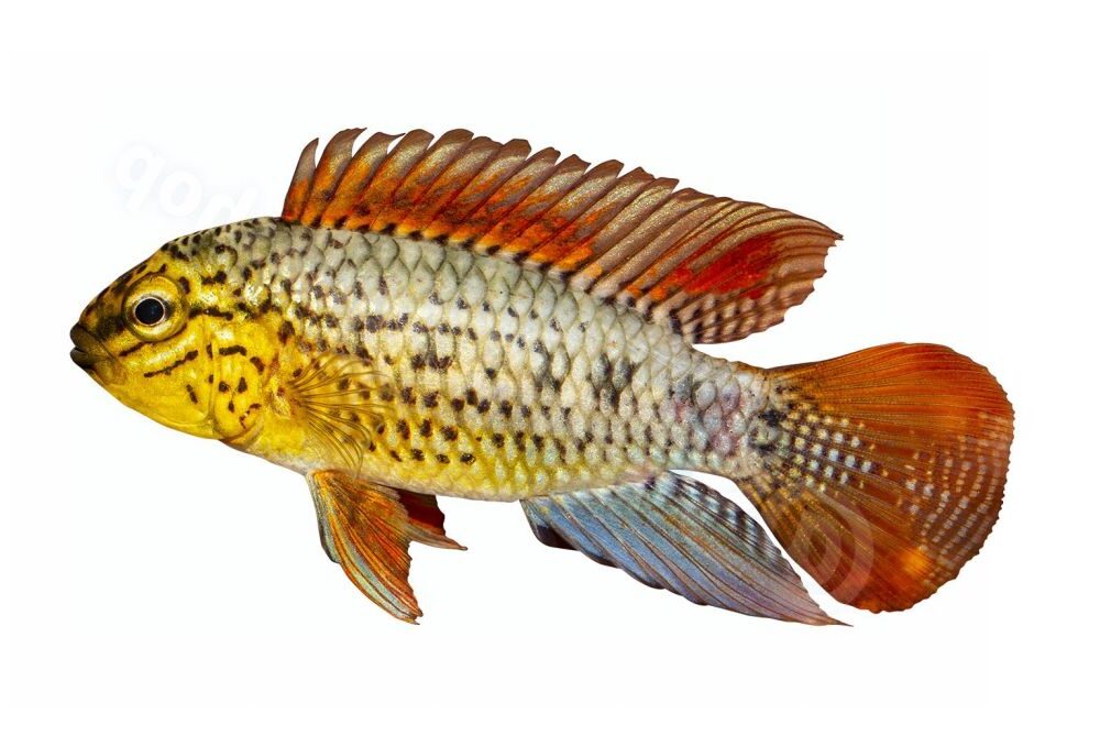 Sticker: Apistogramma sp vielfleck