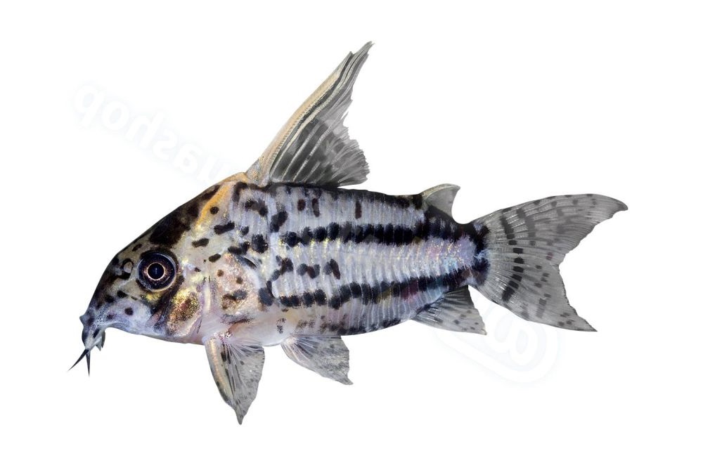 Sticker: Corydoras sp aff CW028