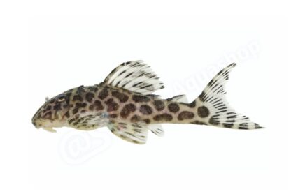 Sticker: Hypancistrus sp L 174
