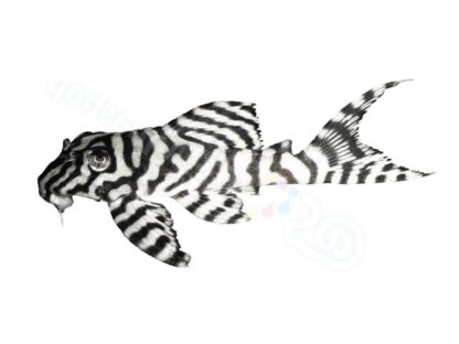 Sticker: Hypancistrus sp L 236