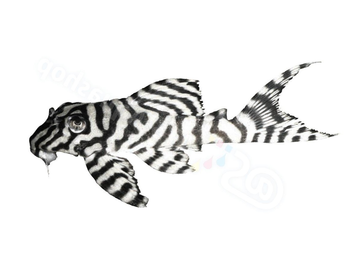 Sticker: Hypancistrus sp L 236