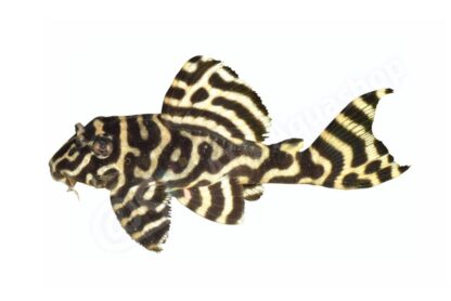 Sticker: Hypancistrus sp L 333