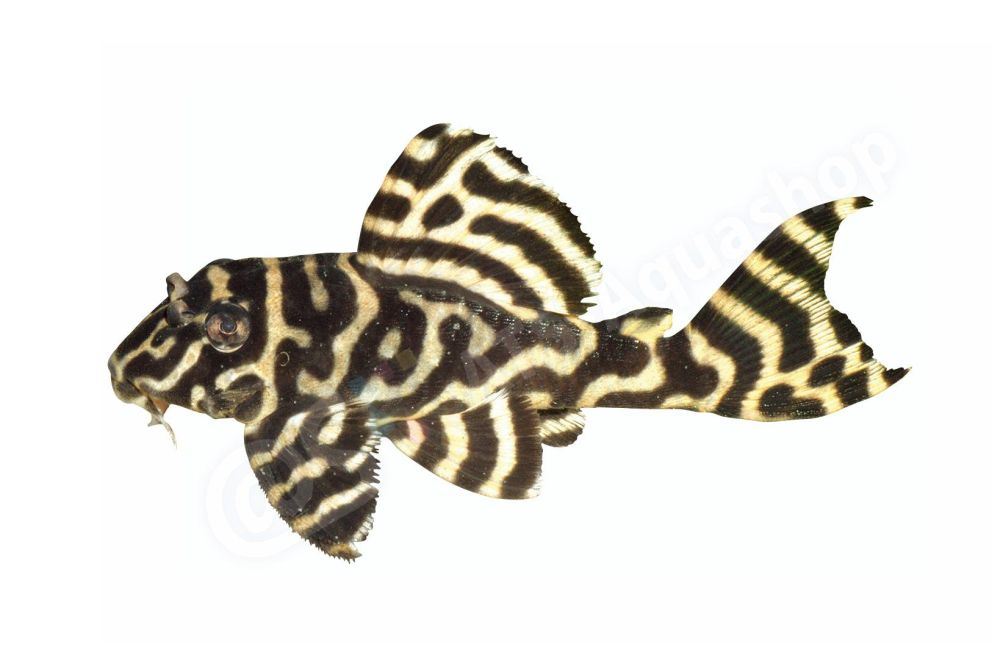 Sticker: Hypancistrus sp L 333