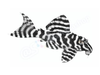 Hypancistrus sp