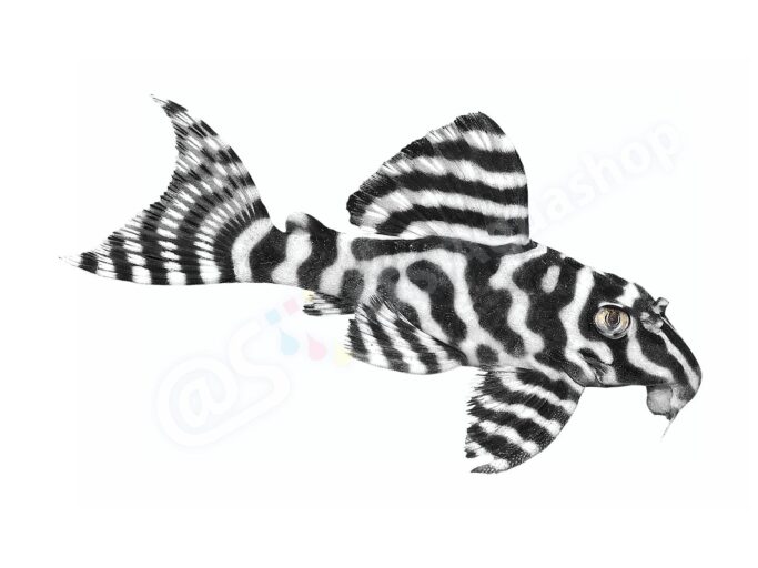 Hypancistrus sp