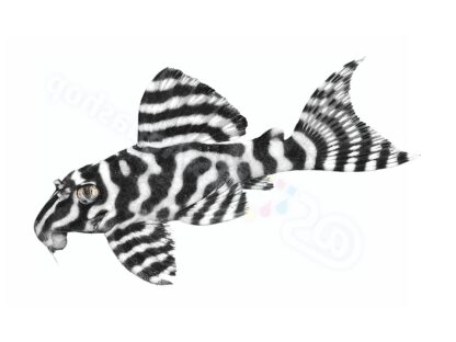 Hypancistrus sp