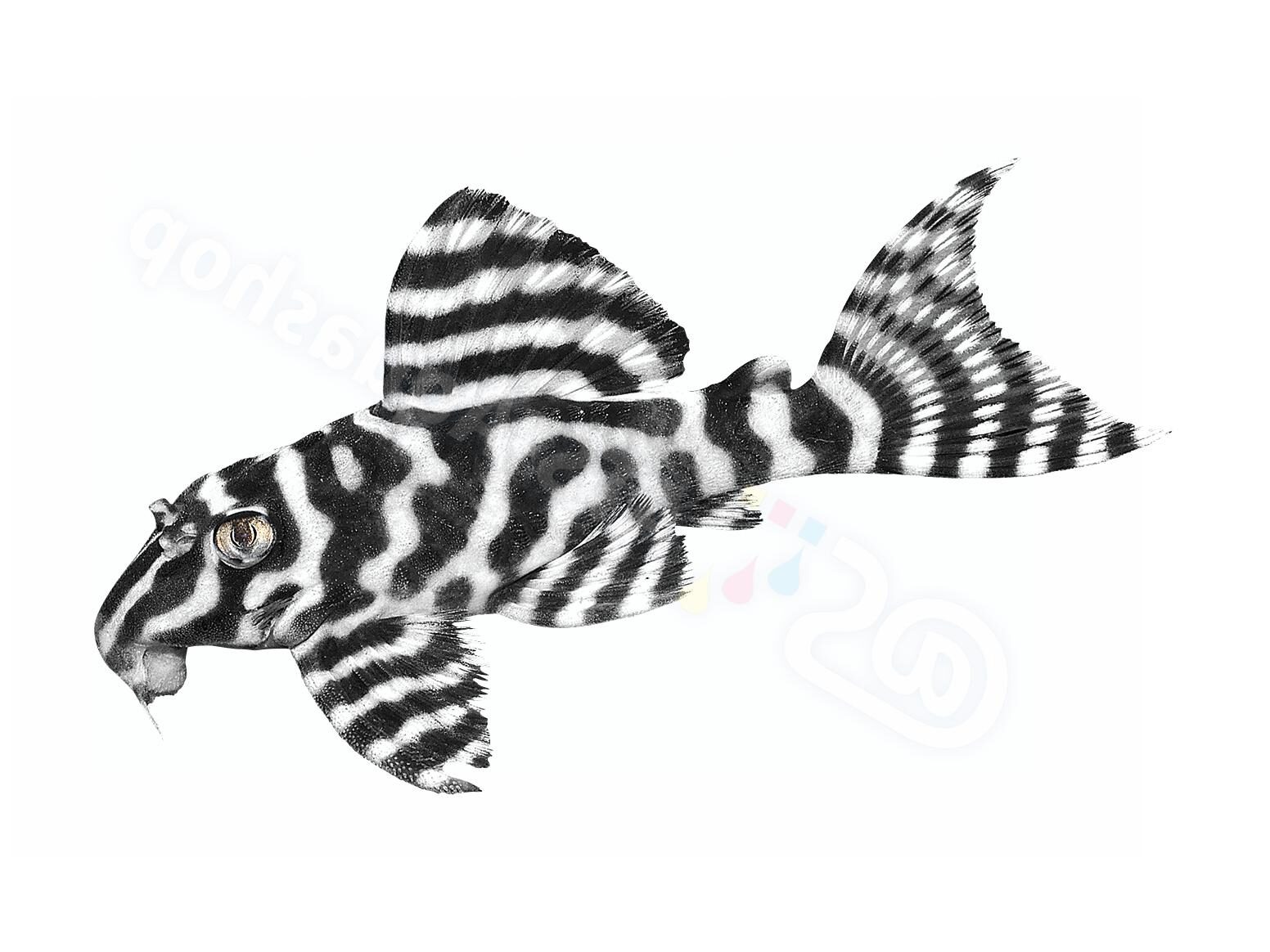 Hypancistrus sp