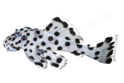 Sticker: Leporacanthicus joselimai L 264