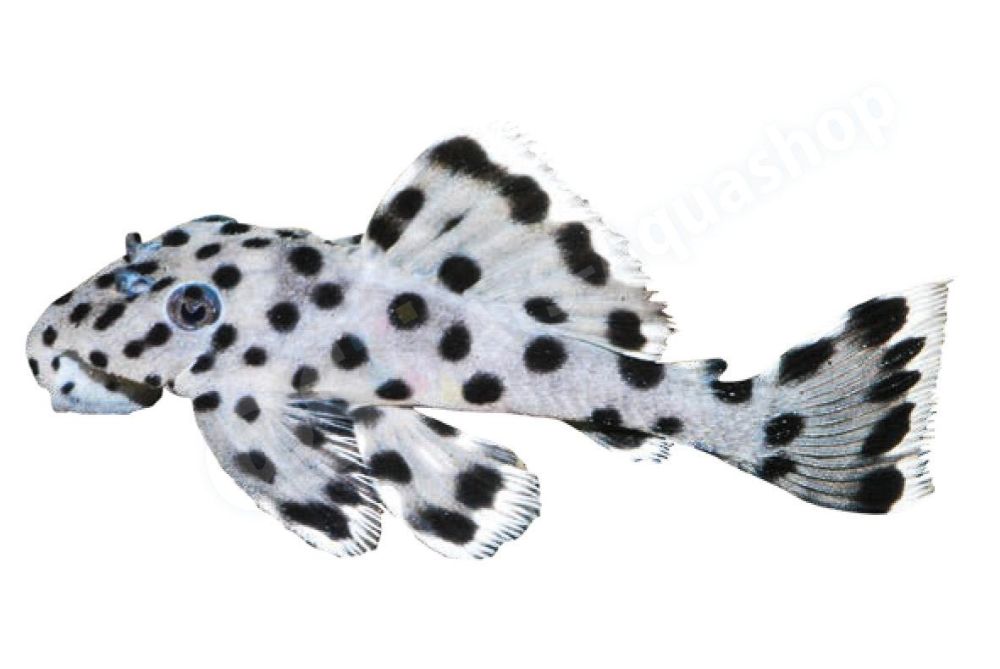 Leporacanthicus joselimai L 264