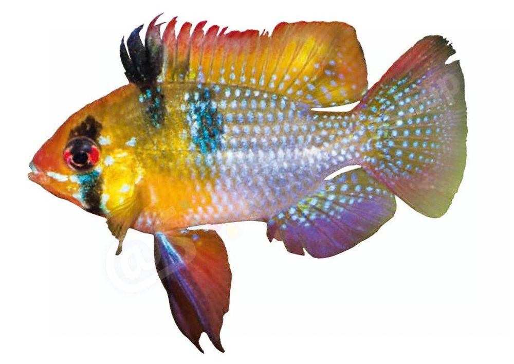 Sticker: Mikrogeopghagus ramirezi