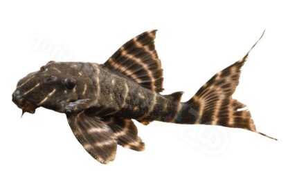 Sticker: Panaqolus albivermis L 204