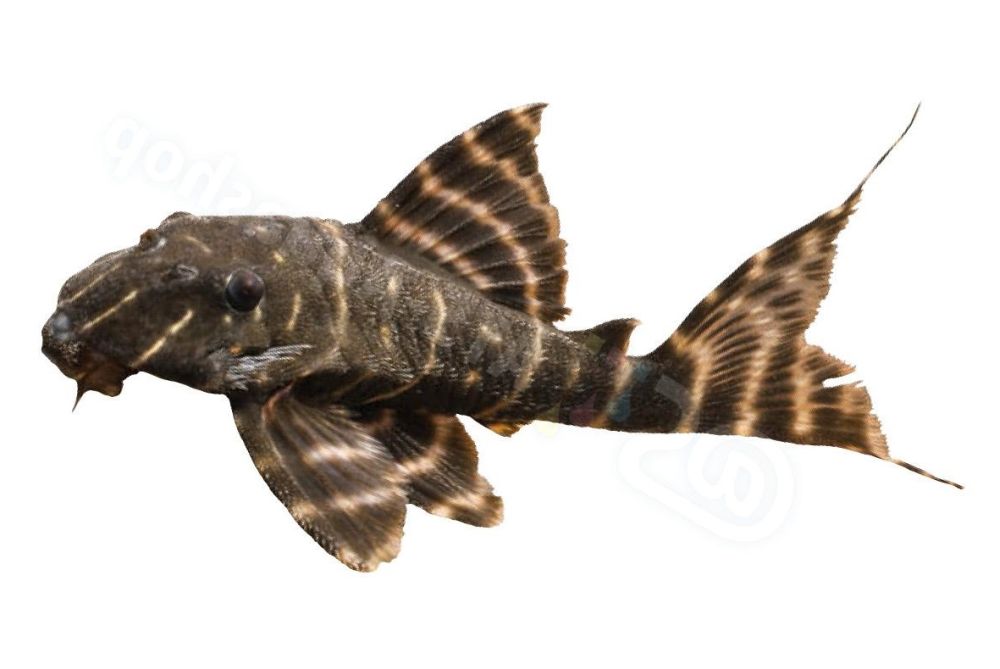Sticker: Panaqolus albivermis L 204