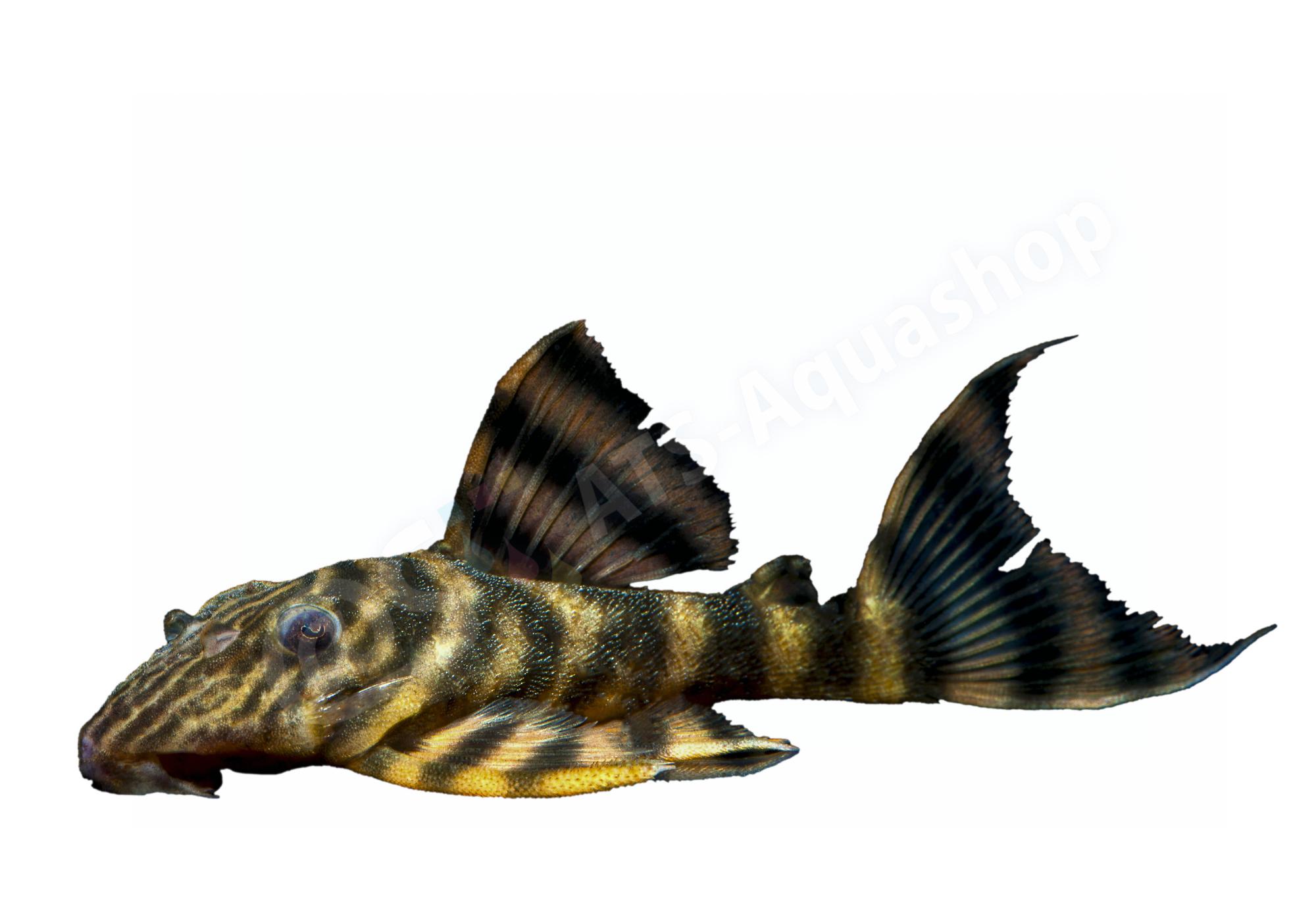 Sticker: Panaqolus tankei L 398