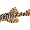 Sticker: Peckoltia compta L 134