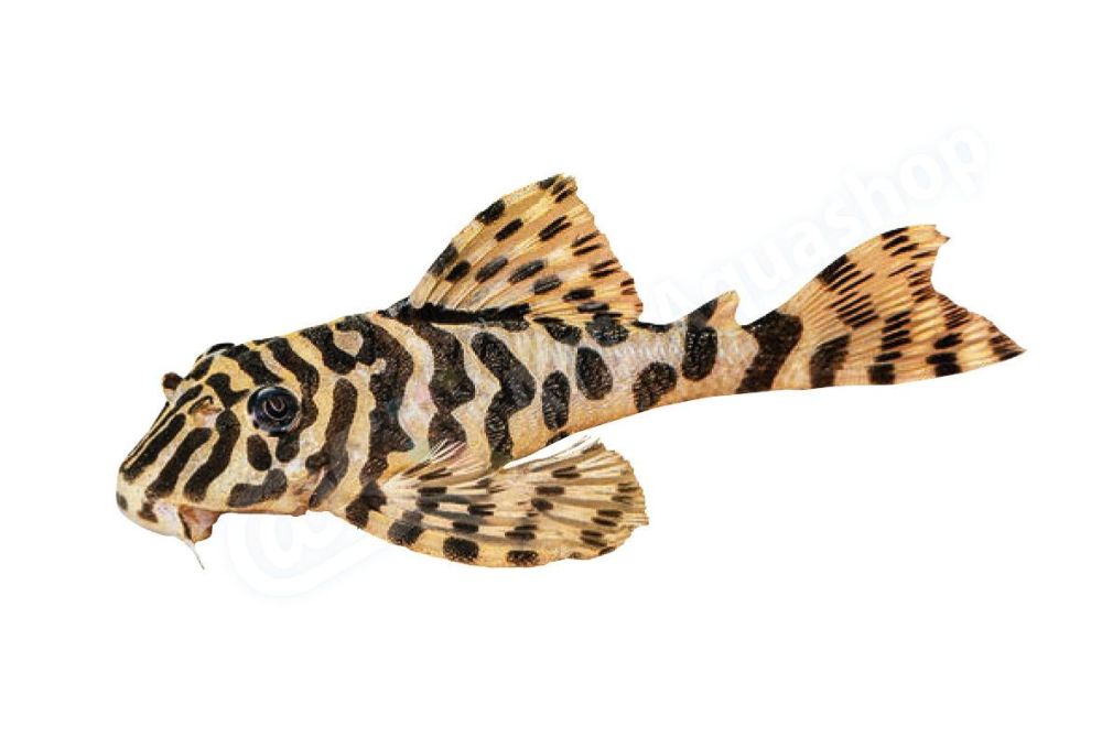 Sticker: Peckoltia compta L 134