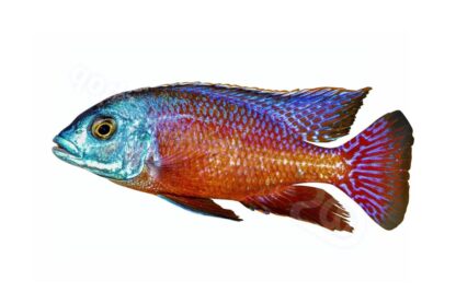 Aufkleber: Protomelas taeniolatus