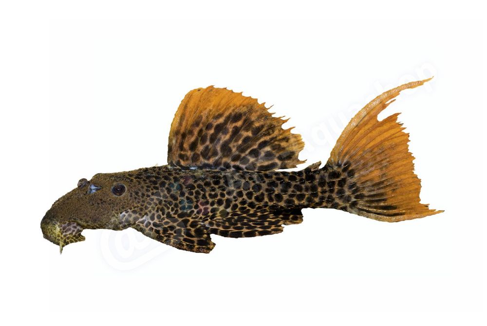 Pseudacanthicus leopardus
