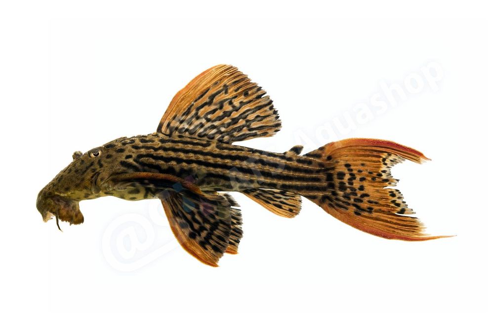 Sticker: Pseudacanthicus pirarara L 25