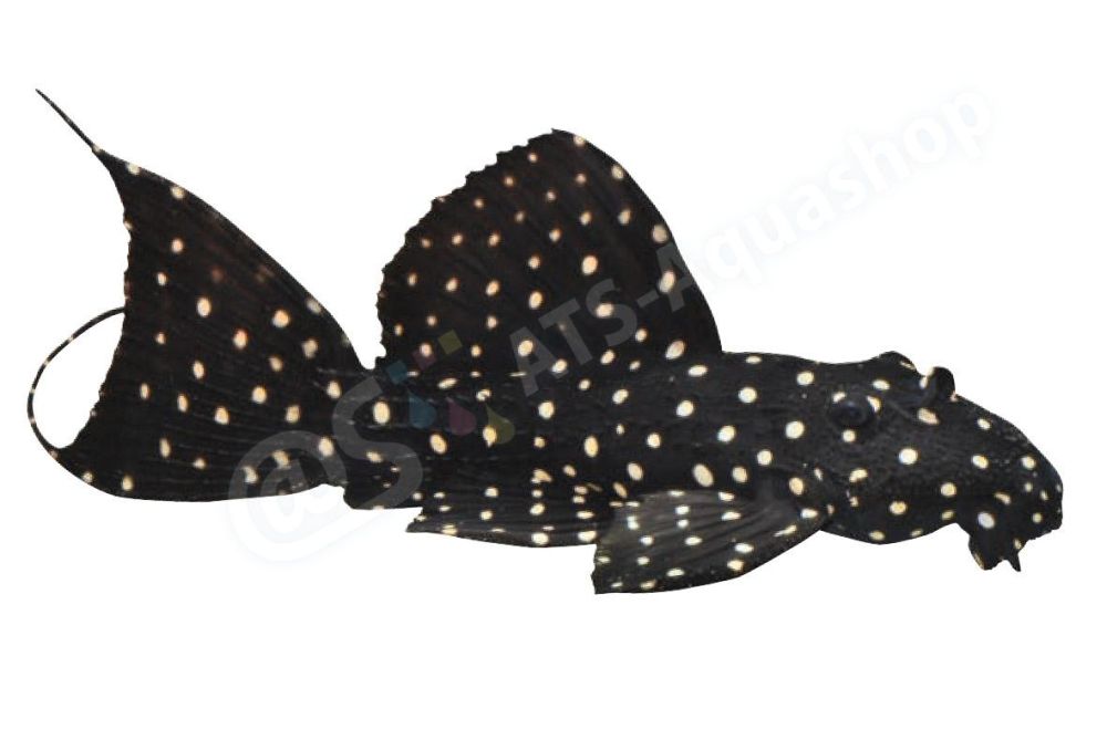 Sticker: Pseudacanthicus sp. L 97