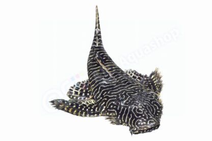Sticker: Pseudolithoxus tigris L 257