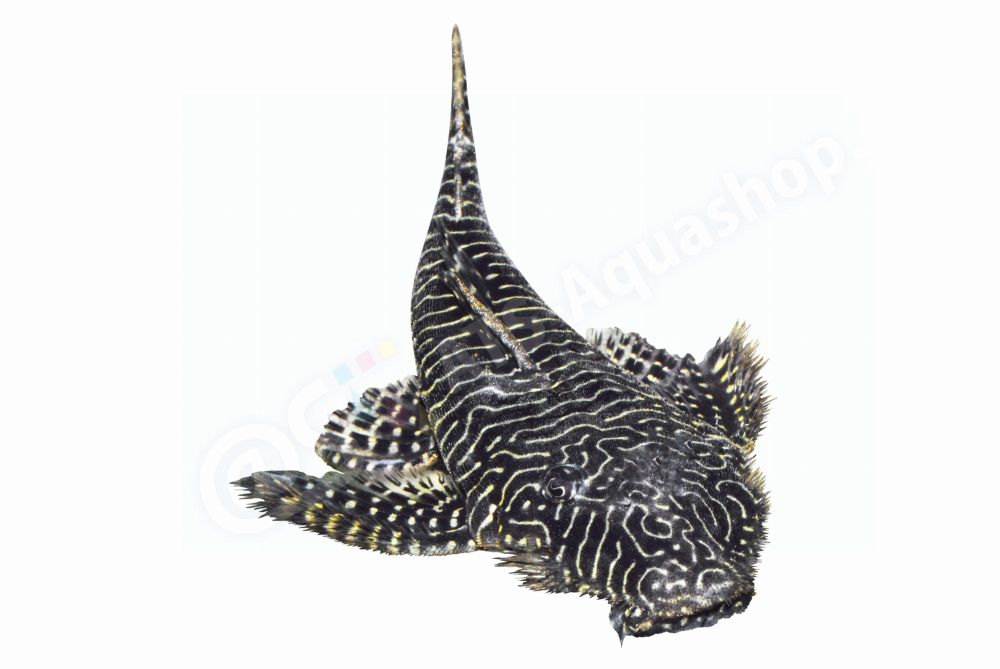 Sticker: Pseudolithoxus tigris L 257