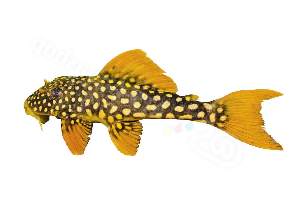 Sticker: Scobinancistrus aureatus L 14