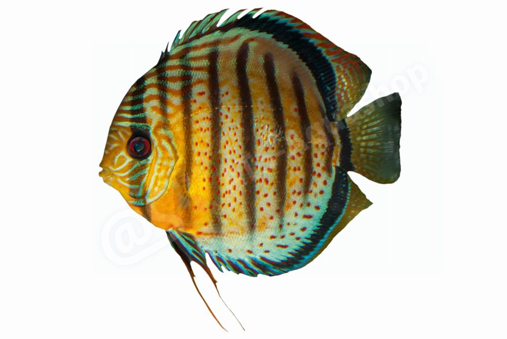 Symphysodon aequifasciatus Diskus