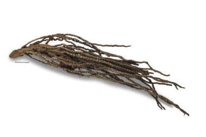 Kokosrispe
