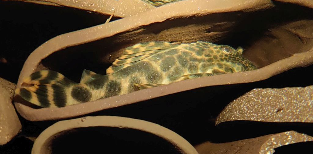 Ancistomus-L387