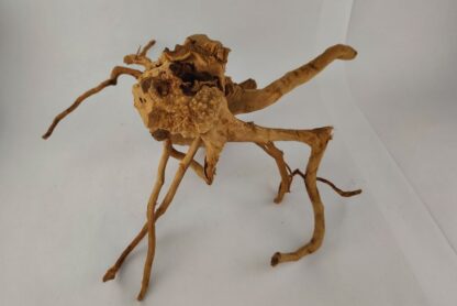 Spiderwood Wurzel für Aquarium Aquarienwurzel