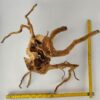 Spiderwood Wurzel für Aquarium Aquarienwurzel