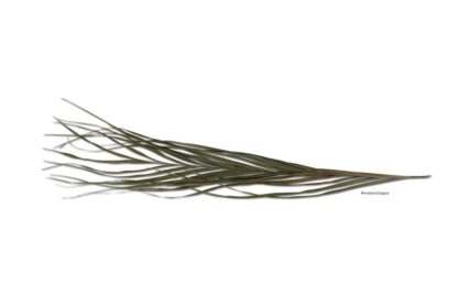 Palmblatt Palmwedel für Biotoaquaristik – Bild 2