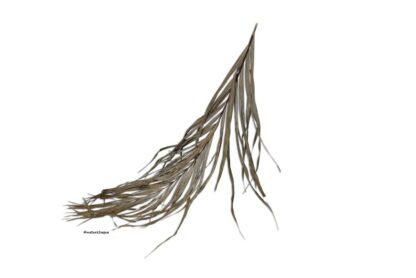 Palmblatt Palmwedel für Biotoaquaristik