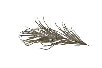 Palmblatt Palmwedel für Biotoaquaristik – Bild 3