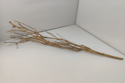 Talawa wood Teawood Aquarium root TB10 ca. 60 cm