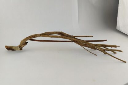 Talawa wood Teawood Aquarium root TB6 ca. 63x12x10 cm - Image 2