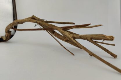 Talawa wood Teawood Aquarium root TB6 ca. 63x12x10 cm